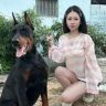 世嘉杜宾（CKU诚恒世嘉犬舍）抖音达人头像