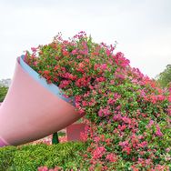 花慕里绿植抖音达人头像