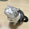铁铁没吃饱抖音达人头像
