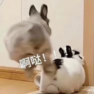 兔头同学tutu抖音达人头像