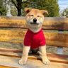 乐多日记（广西田园犬）抖音达人头像