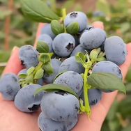 花點時間 （翔云花园果树基地)抖音号头像