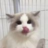 小峰布偶猫（家里150只布偶猫）抖音达人头像
