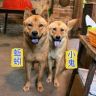 田园犬大黄抖音达人头像