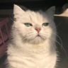 洋哥宠物食品猫粮经销抖音达人头像