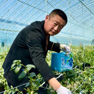 八甲村张爱军抖音达人头像