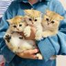 馋猫猫舍抖音达人头像