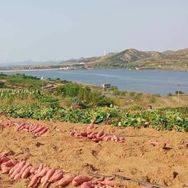 喜来薯农抖音号头像