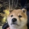 财财是豆柴抖音达人头像