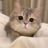 猫猫大王（城市理享猫砂版）抖音达人头像