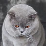 雪倪猫抖音达人头像