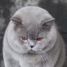 雪倪猫抖音达人头像