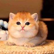 余姐的猫屋抖音达人头像