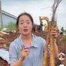 垆土西施怀农铁棍山约抖音达人头像