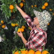 四川果农爱媛果冻橙抖音号头像