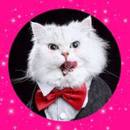 🐱吉哥🐱抖音达人头像