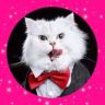 🐱吉哥🐱抖音达人头像