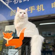 路遇手机店抖音达人头像