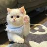 猪懒懒抖音达人头像