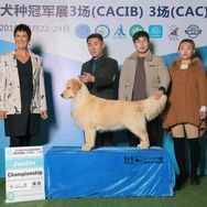 铭宸宠汇专营店腾博家金毛犬抖音达人头像