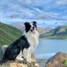 旺财宠物🐈‍⬛（1万粉丝送🐶）抖音达人头像