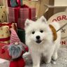 雪花耶🐾抖音达人头像