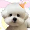 大耳朵六六抖音达人头像