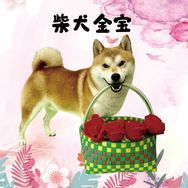 柴犬金宝抖音达人头像