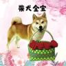 柴犬金宝抖音达人头像