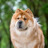 张和平抖音号头像