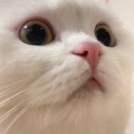 aw主观营销号抖音达人头像