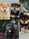 阿妤的田园犬抖音达人头像