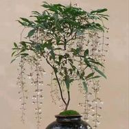 晓雯花卉抖音达人头像