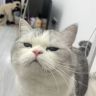 汤圆滚滚抖音达人头像