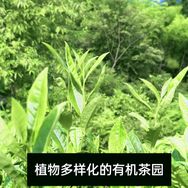 无为抖音达人头像