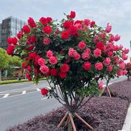 李李花园抖音号头像