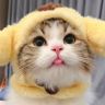 家有胖虎😼抖音达人头像