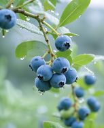 果小甜鲜果抖音号头像