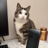 猫砂大叔抖音达人头像