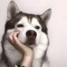 无崽抖音达人头像