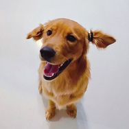 喵呜开饭抖音号头像