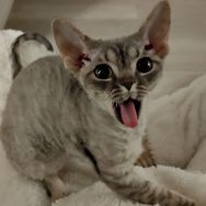🐱峰峰抖音达人头像