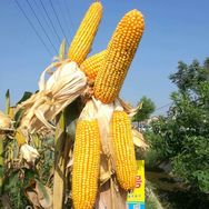 金丰仓种业抖音号头像