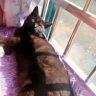 猫豆抖音达人头像