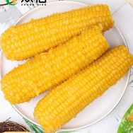 糯玉米🌽抖音达人头像