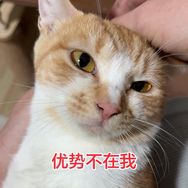 优势在我猫抖音达人头像