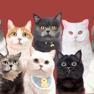 果冻是只可爱猫抖音达人头像