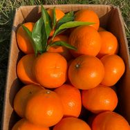 乐果水果生鲜抖音号头像