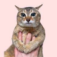 土拨猫陈眉庄抖音达人头像