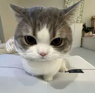 净野x麦富迪猫狗粮直播间抖音号头像